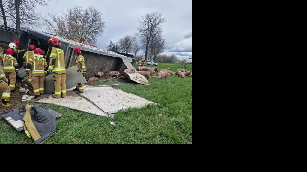 Przewrócił się samochód przewożący świnie