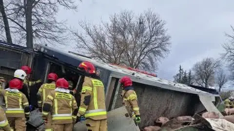 Przewrócił się samochód przewożący świnie