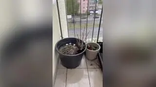 Jaja wysiadywała w donicy na szóstym piętrze 