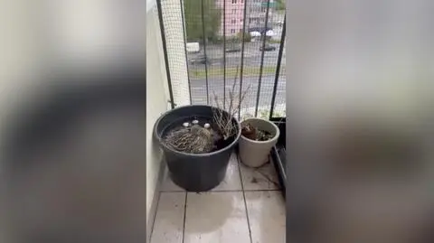 Kaczka wysiaduje jaja na szóstym piętrze
