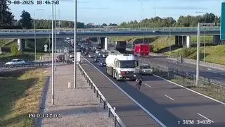 Zwierzę biegło w kierunku Rzeszowa
