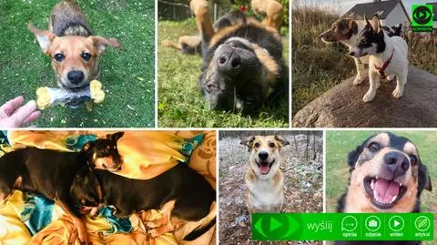 Dziś Dzień Kundelka. Pokażcie nam swoich kudłatych przyjaciół