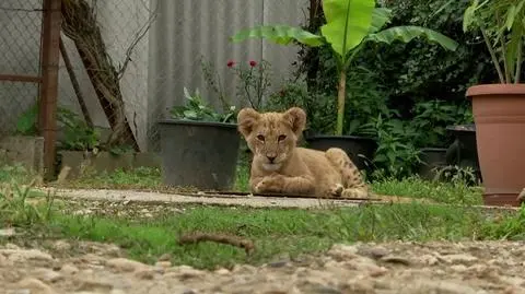 Lew z ukraińskiego ogrodu zoologicznego