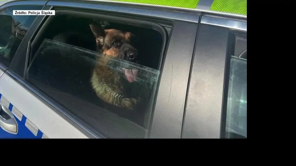 Dwa owczarki same w centrum miasta