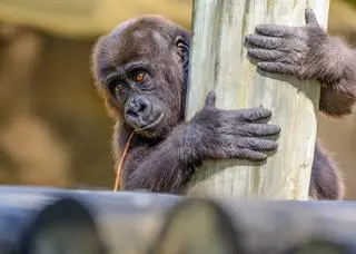 Goryl nizinny (Gorilla gorilla) - zdjęcie poglądowe