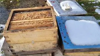 37 rodzin pszczelich odsłoniętych na zimowy mróz