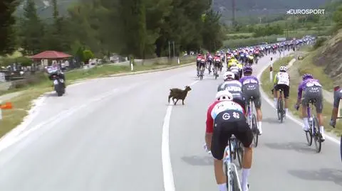 Kolarz zaatakowany przez kozę na Giro d'Italia