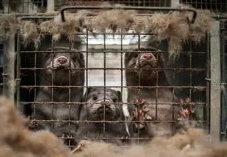 Zakaz hodowli na futra. Tak głosował Sejm