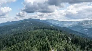 Las na masywie Śnieżnika