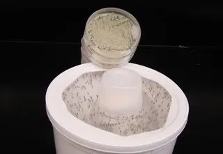 Ten grzyb pachnie jak kwiaty i zabija komary