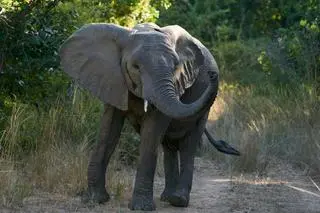 Słoń w Parku Narodowym South Luangwa - zdj. poglądowe