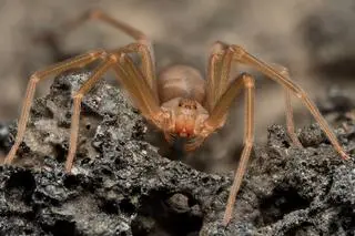 Loxosceles rufescens - zdj. ilustracyjne