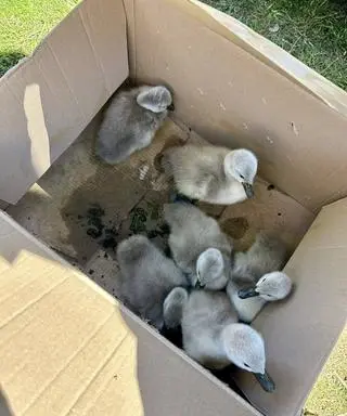 Uratowane łabędzie 