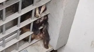 Do wnęki okiennej jednego z budynków urzędu dostał się borsuk