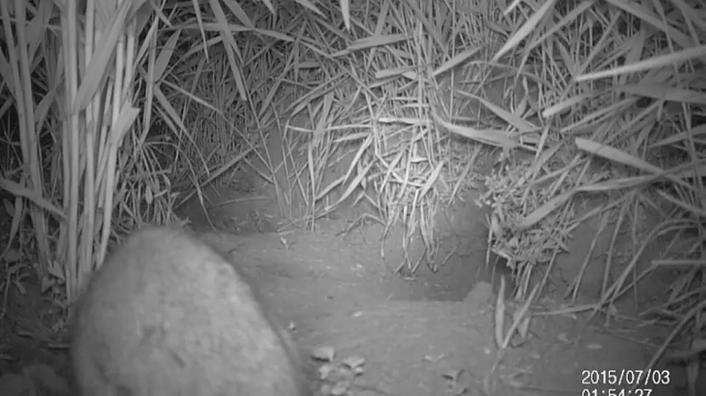 Chomik europejski - ujęcie nocne