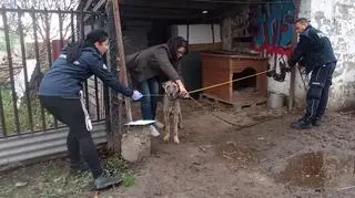 Skrajnie zaniedbany pies został zabrany z posesji w asyście policji 