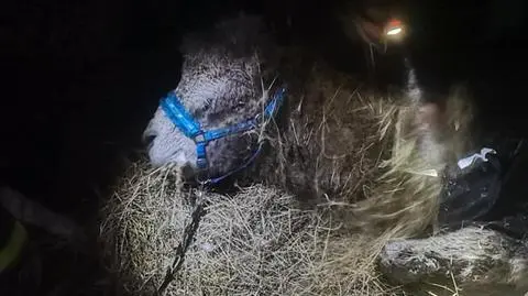 Wielbłąd Czesio wpadł do stawu