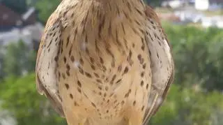 Zainstalowane będzie 45 budek