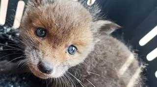 Jak dorosną, szczeniaki trafią z powrotem na wolność