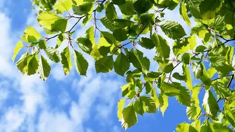 AdobeStock_444684417
