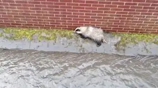 Borsuk wpadł do kanału w Gdańsku