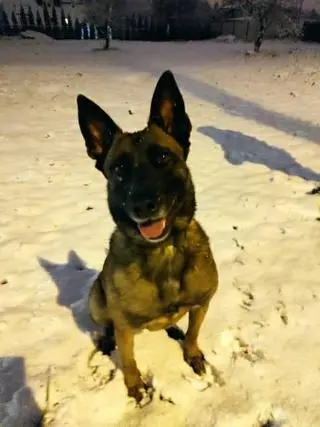 Zara uciekła ze swojego kojca w Gdańsku