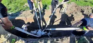 Byk wpadł do studni