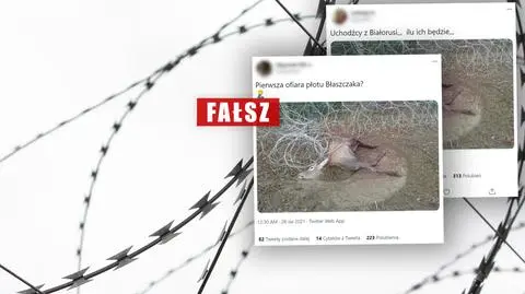 Jeleń wplątany w drut kolczasty jako ofiara "płotu wstydu i hańby"? To jest granica, ale nie polska