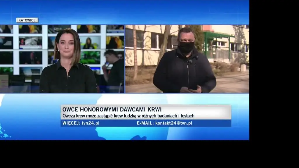 owce 1