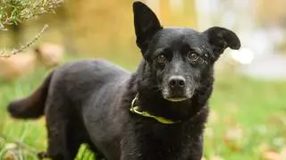 "Gary sam sobie wybrał rodzinę i szanujemy jego decyzję"