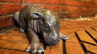 Pierwsze chwile po urodzeniu