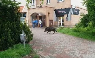 Dziki tarasują przejazd, niszczą zieleń. Mieszkańcy boją się wychodzić z domów.
