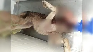 Zdjęcie znalezionego w worku truchła psa