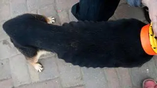 Mimo kontroli urzędnicy niczego nie zauważyli 