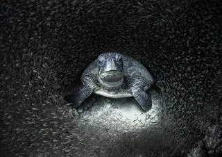 Aimee Jan, pierwsze miejsce w konkursie Ocean Photographer of the Year 2021