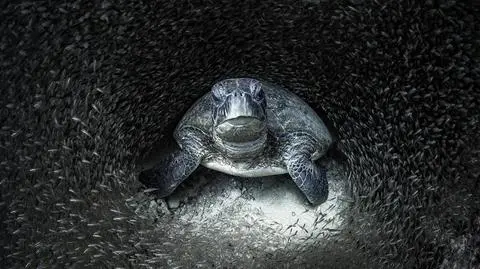 Tego większość z nas nigdy na żywo nie zobaczy. Najpiękniejsze zdjęcia oceaniczne roku