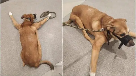 Kamery monitoringu nagrały, jak nastolatek kopie i zrzuca ze schodów schorowanego psa