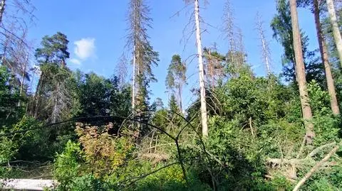 Część suchych drzew stoi, część już leży. Las zaczyna się odradzać 