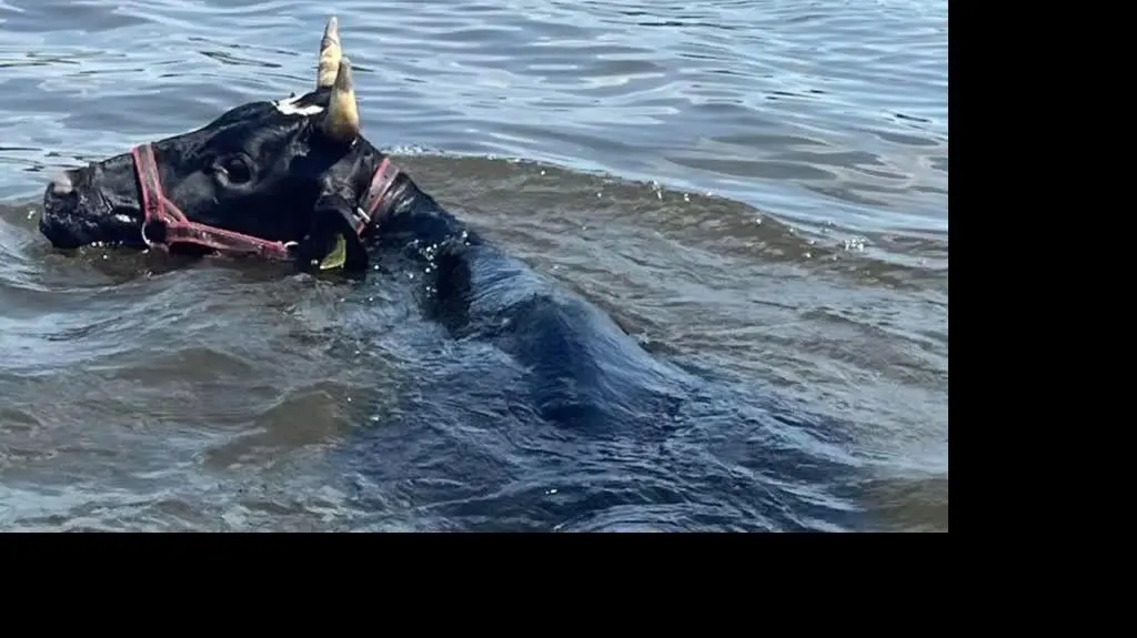 Krowa wpadła do Wisły