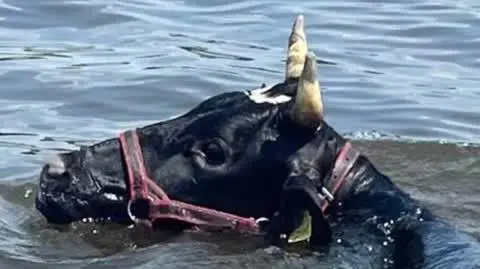 Krowa wpadła do Wisły