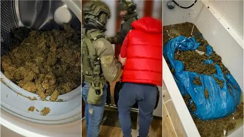 Marihuanę znaleźli w wannie i w bębnie działającej pralki. Siedem osób zatrzymanych 