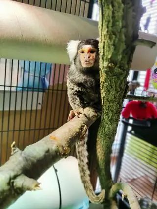Marmozety żyją w naturze w kilku lub kilkunastoosobowych stadach