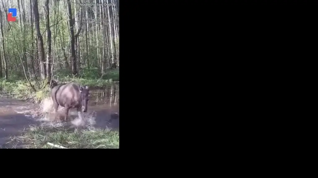 Łoś pląsa po wodzie