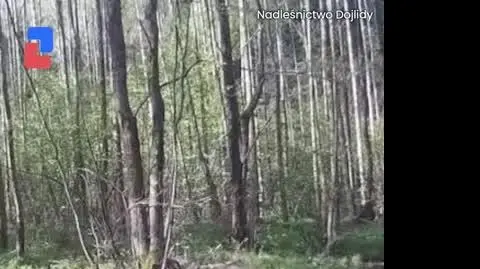 Łoś pląsa po wodzie