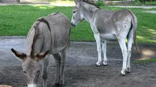 Osły
