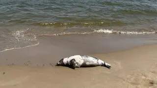 Martwa foka na plaży w Gdańsku