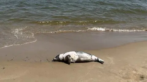 Martwe foki na plaży. "Nie musiałem długo czekać, aby wypłynęła kolejna"
