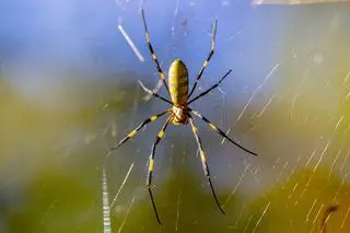 Pająk Joro (Trichonephila clavata) - zdj. poglądowe