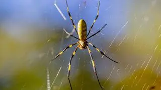 Pająk Joro (Trichonephila clavata) - zdj. poglądowe
