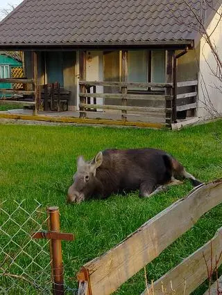 Zwierzę się tu zadomowiło